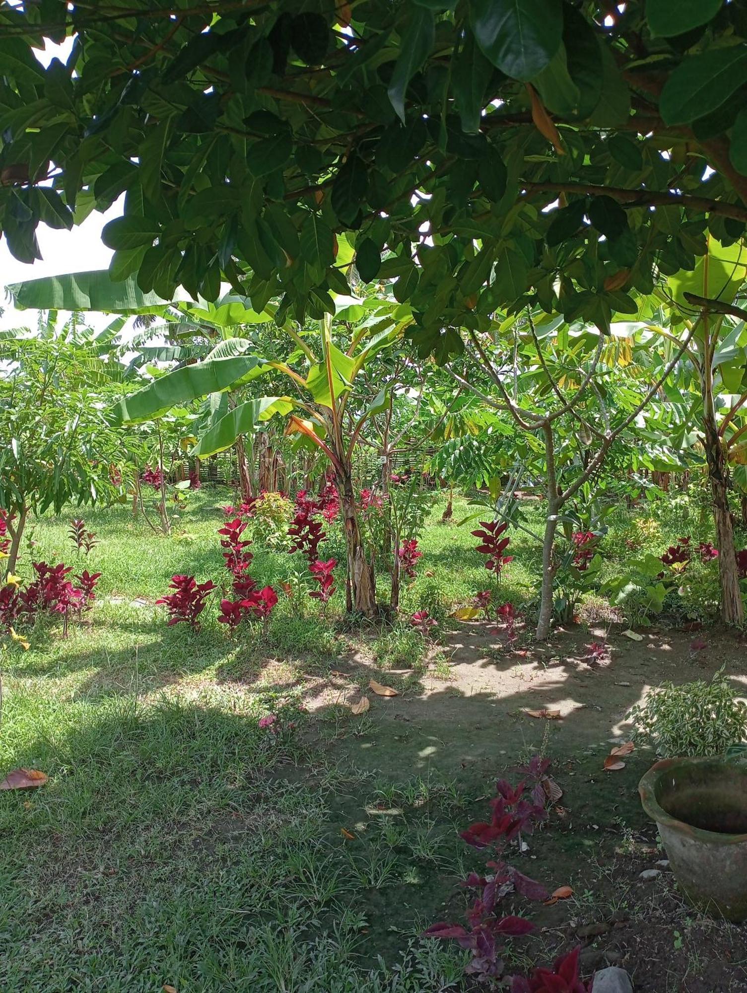 The Daun Puntik Homestay Pemenang Eksteriør bilde