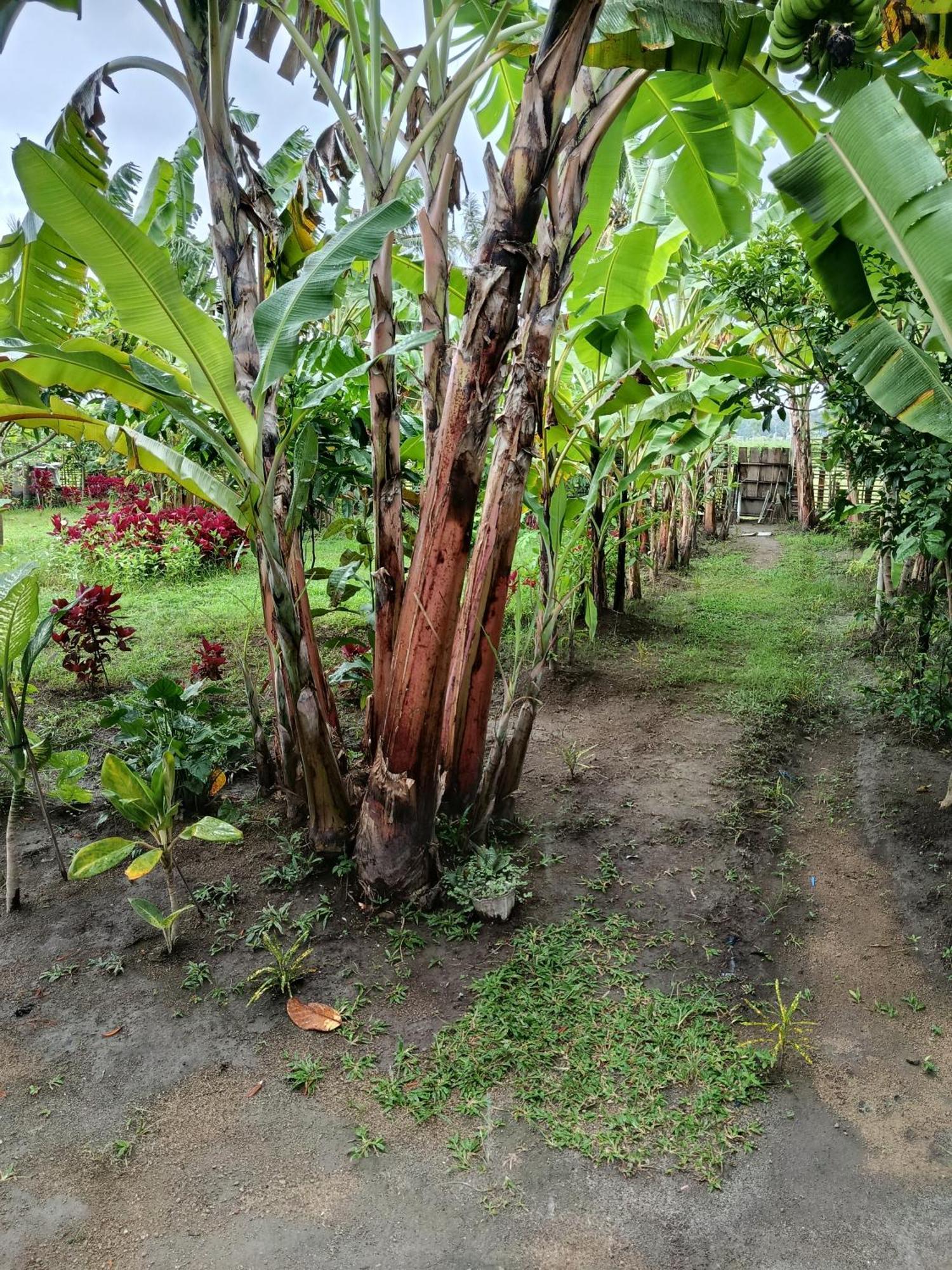 The Daun Puntik Homestay Pemenang Eksteriør bilde